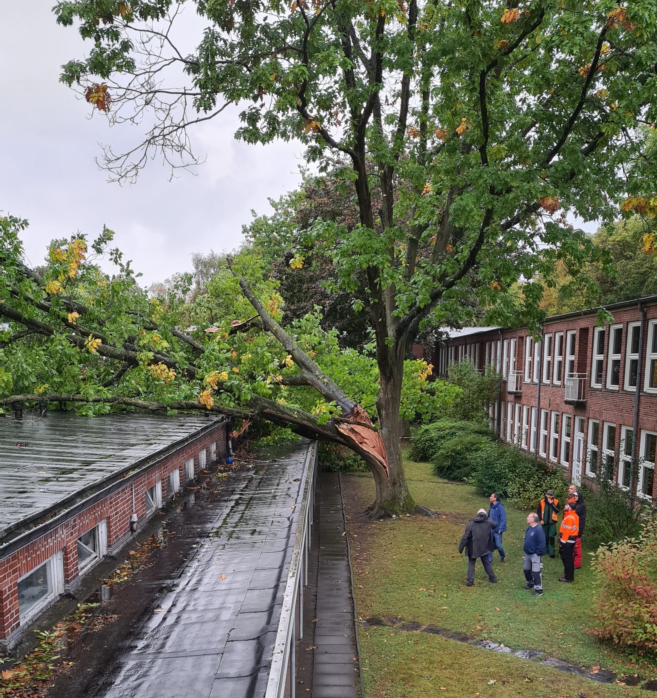 Vor einem Jahr krachte ein Baum auf das Dach unserer Schule – und jetzt?